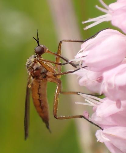 Réf. 343 388 : Empis punctata